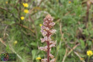 Orobanche minor (4)